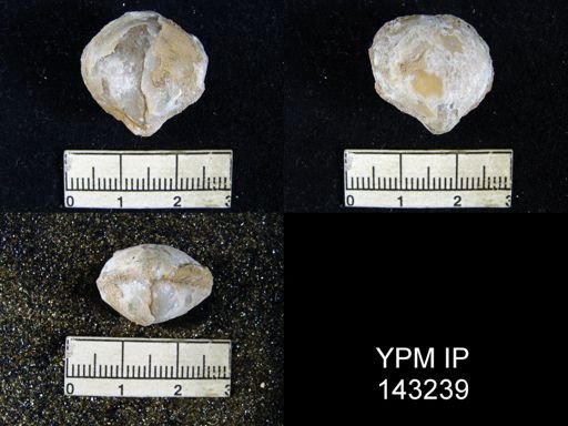 Athyris capillata