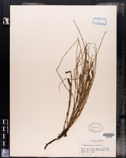 Equisetum palustre