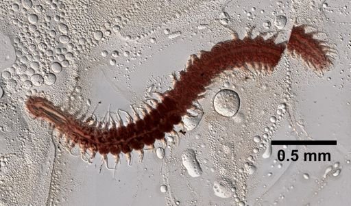 Microphthalmus aggretatus