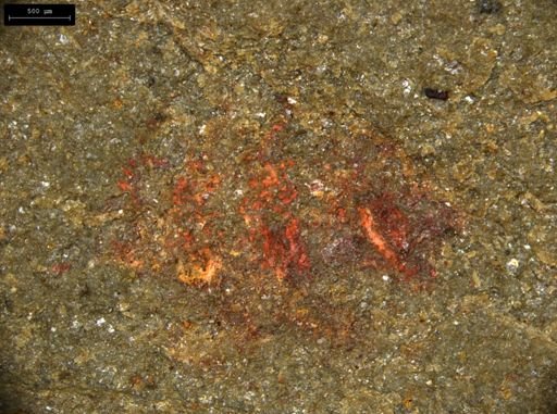 undet. Lobopodia