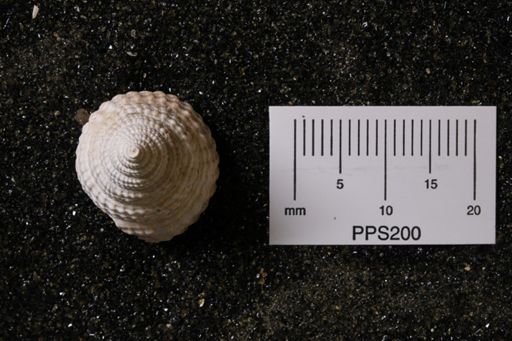 Calophos sp.