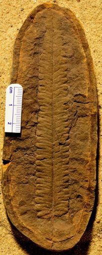 Pecopteris