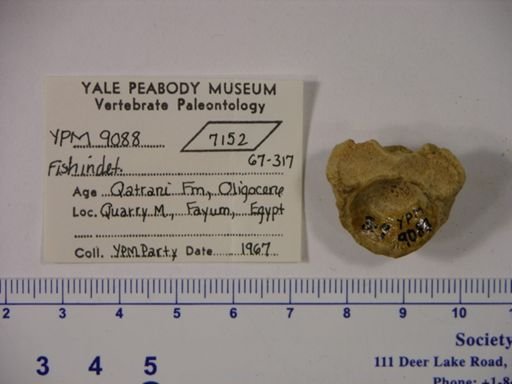undet. Gnathostomata