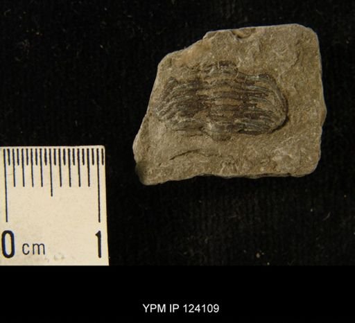Phacops rana