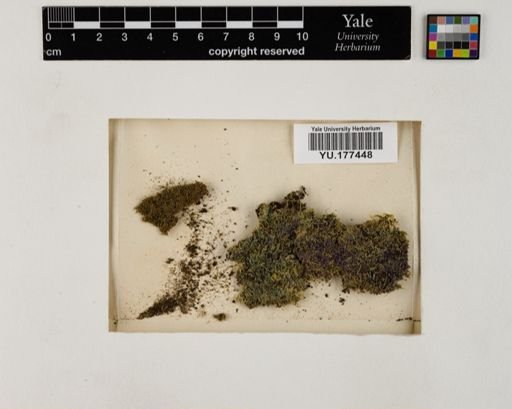 Plantae