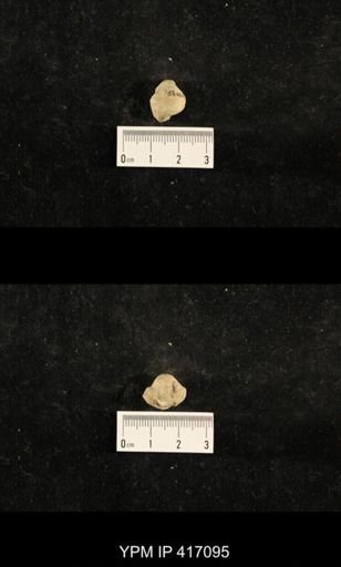 Euphemites carbonarius