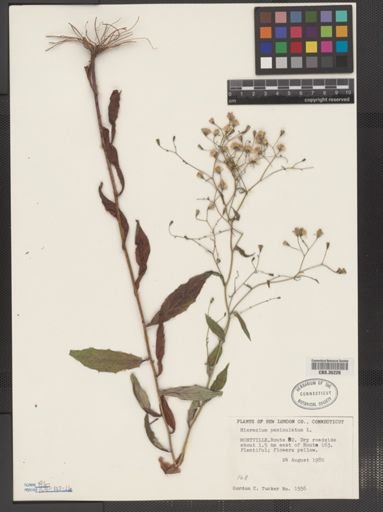 Hieracium paniculatum