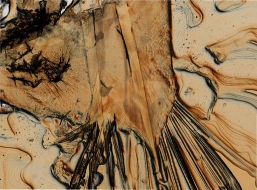 Neopolynoe acanellae