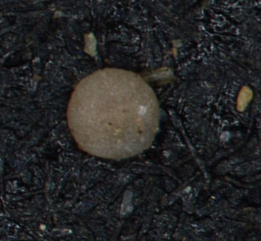 Foraminiferida
