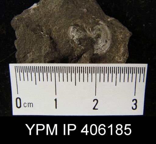 Trematis terminalis