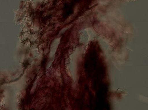 Tedania ignis