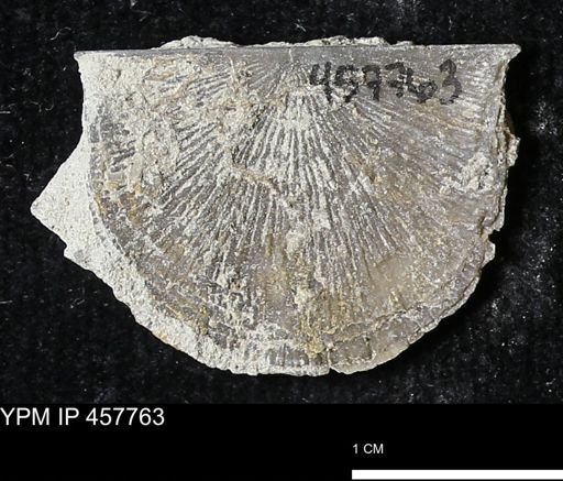 Strophodonta sp.