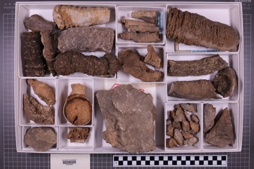 mixed taxa, stratigraphic collection