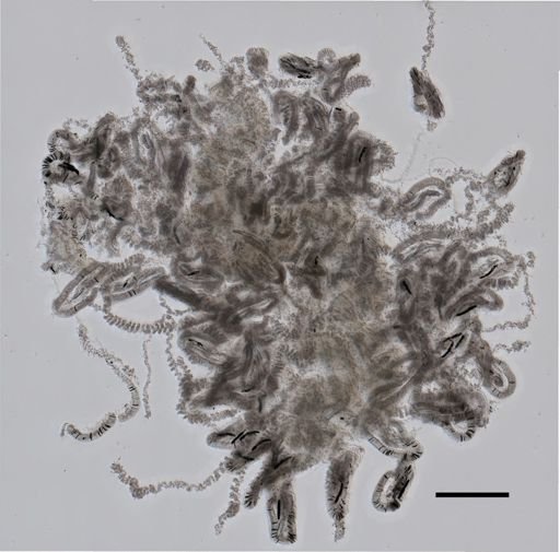 Vogtia serrata