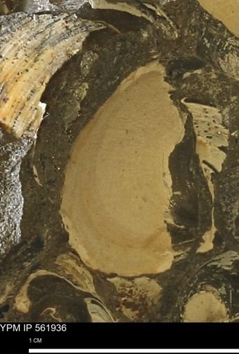 undet. Bivalvia