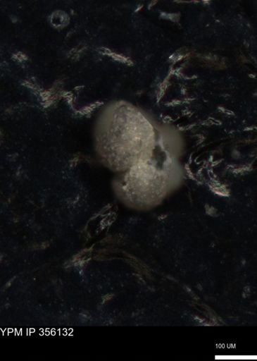 undet. Foraminiferida