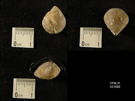 Whitfieldella sp.