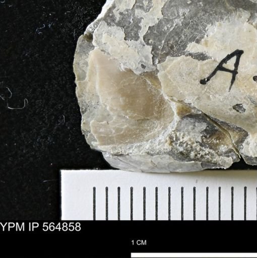 Phelopteria linguaeformis