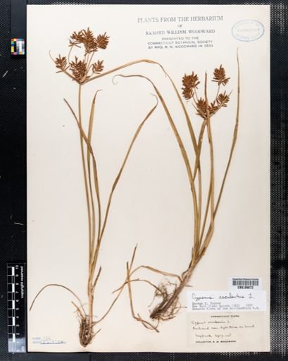 Cyperus esculentus