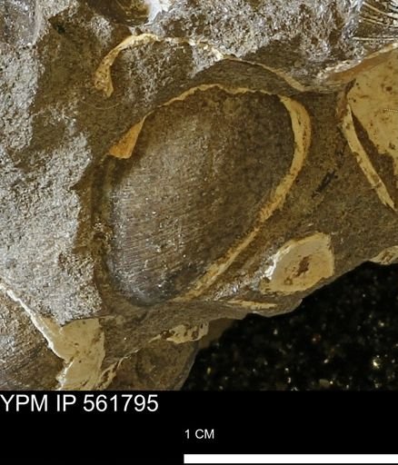 Limopsis sp.