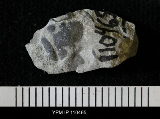 Calymene niagarensis