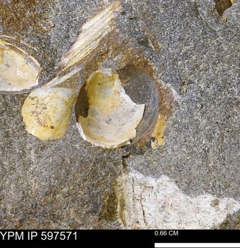 Protocardia sp.