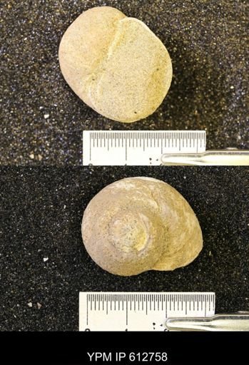 Vanikoropsis sp.