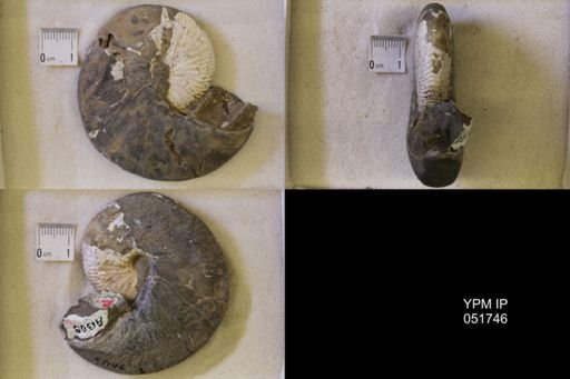 Hoploscaphites nicolletii