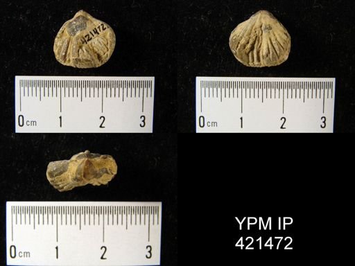 undet. Rhynchonellida