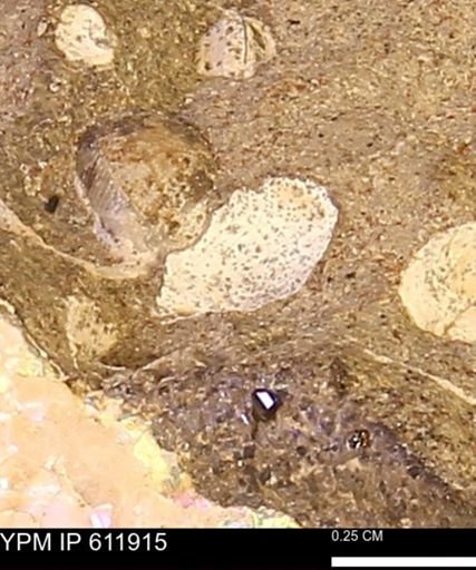 Protocardia subquadrata