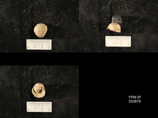 Echinoconchus biseriatus