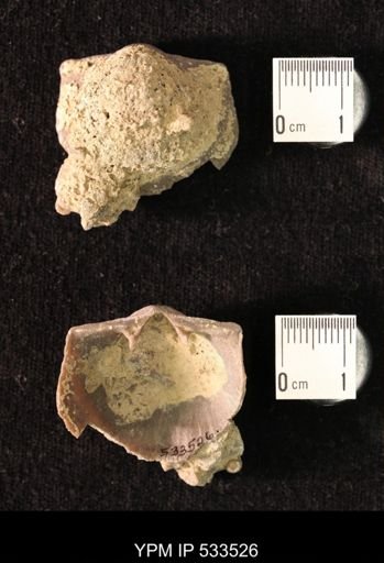 Hebertella sp.