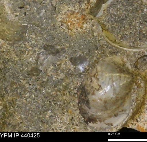 Protocardia subquadrata
