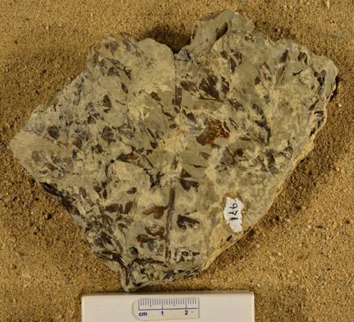 Triphyllopteris rarinervis