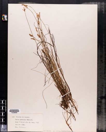 Carex