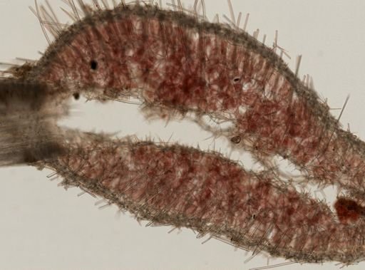 Sycon sp.
