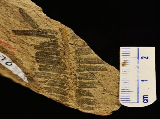 Cynepteris lasiophora