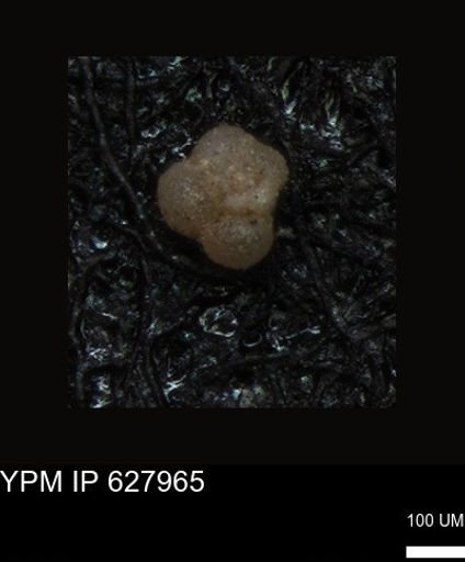 undet. Foraminiferida