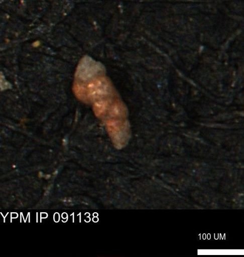 Verneuilinoides kansasensis