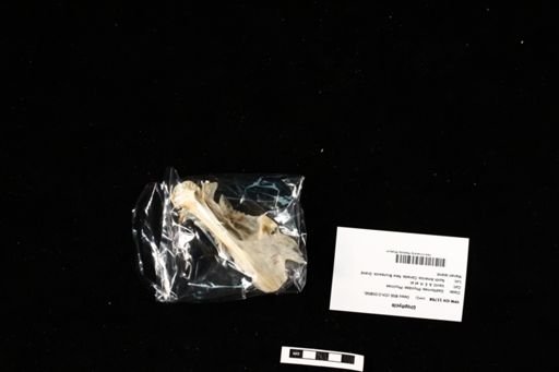 Urophycis