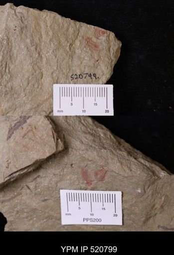 undet. Arthropoda