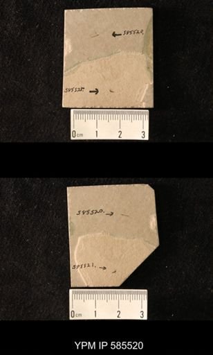 undet. Diptera