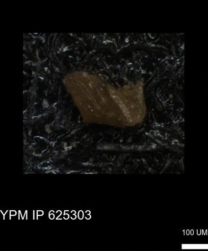 undet. Echinoidea