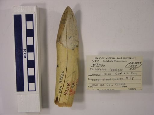 Teleoceras fossiger