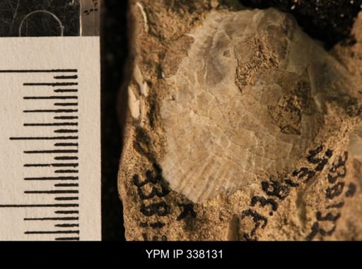 Oxytoma (Hypoxytoma) nebrascana