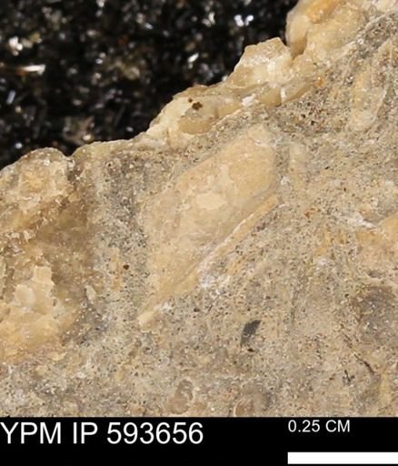 Baculites sp.