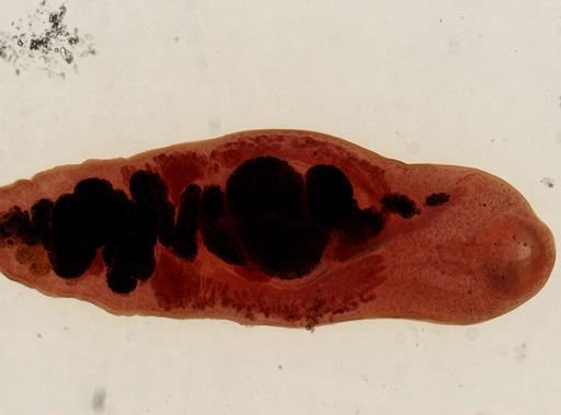 Renifer ellipticus