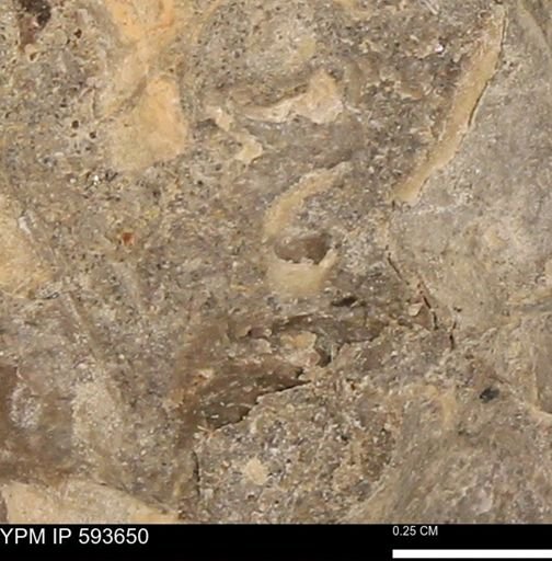 taxon undetermined