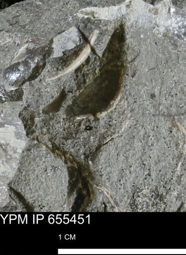 undet. Bivalvia