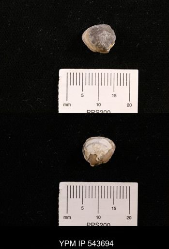 Protocardia sp.
